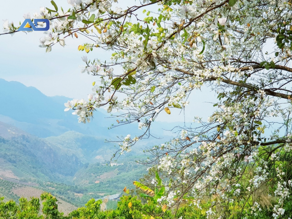 hoa nở tuyệt đẹp ở Mai châu khi du lịch Tây Bắc