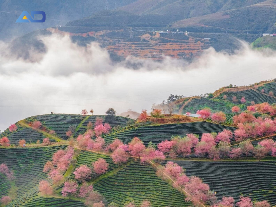 Mùa xuân rực rỡ sắc hoa trải nghiệm du lịch Sapa tuyệt vời